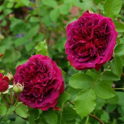 Вильям Шекспир 2000 (William Shakespeare 2000)