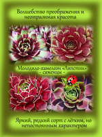 Молодило Липстик двухцветное