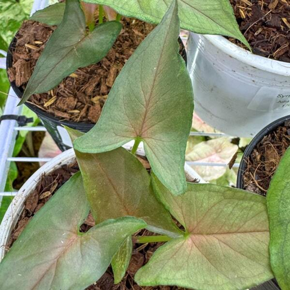 Сингониум JULIA RED