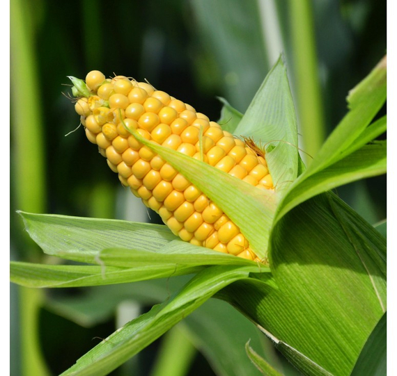 ГСС 3071 F1 семена кукурузы (Syngenta / Сингента)