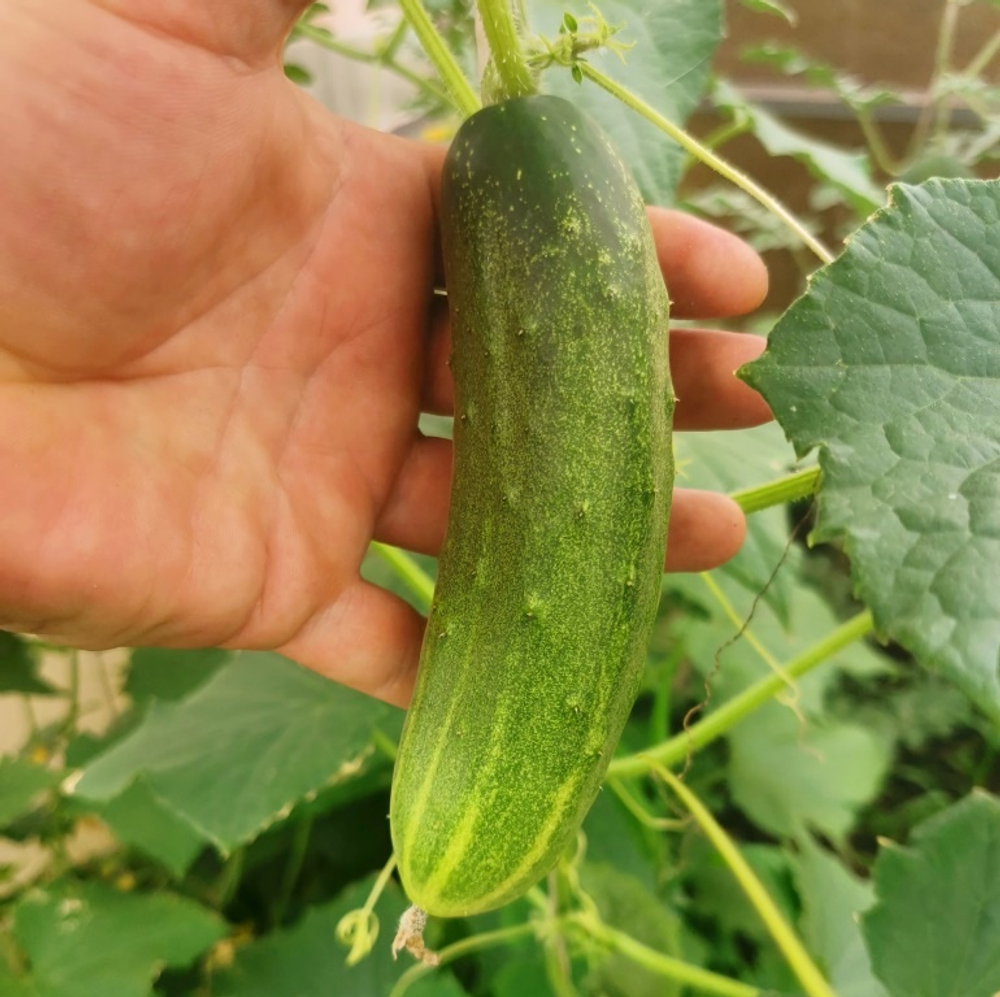 Огурцы Канадский Деликатес - Canadian Delicious Cucumber