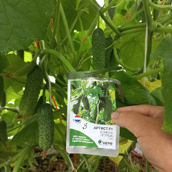 Cемена огурца Артист F1, Bejo, 7 шт.