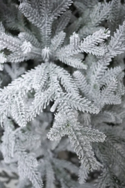 Искусственная елка Петроградская заснеженная 240 см., с теплыми белыми Led лампами, 100% литая хвоя, Елкиторг (237240)