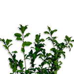 Питоспорум ветви зеленые