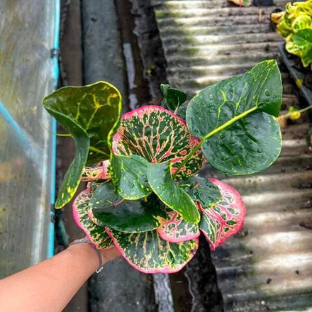 Кротон PHLOENCHIT