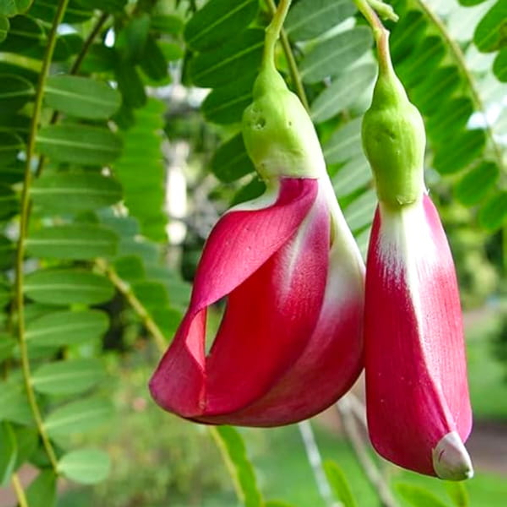 Сесбания крупноцветковая красная – Sesbania grandiflora red