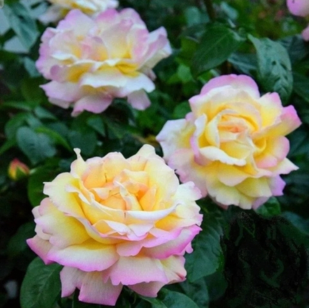 Глория Дей (Gloria Dei)