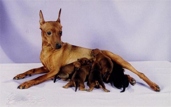 Цвергпинчер (миниатюрный пинчер) Цвергпинчер (миниатюрный пинчер)