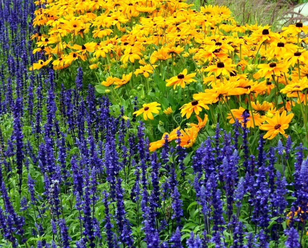 Рудбекия ТОТО ЛЕМОН