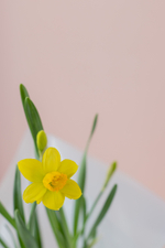 Луковичные нарциссы в подарок на 8 марта