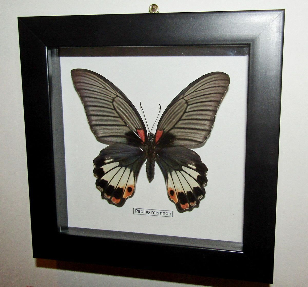 Украшение настенное Бабочка Papilio memnon самка в рамке