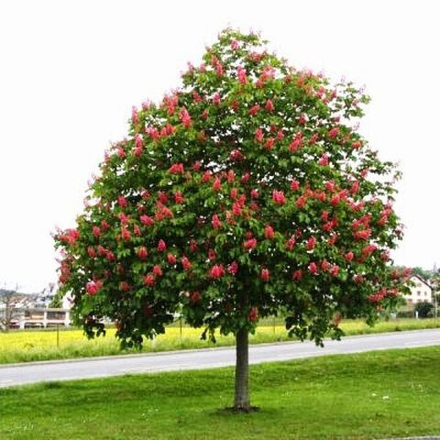 Каштан конский Бриоти С46 160-250