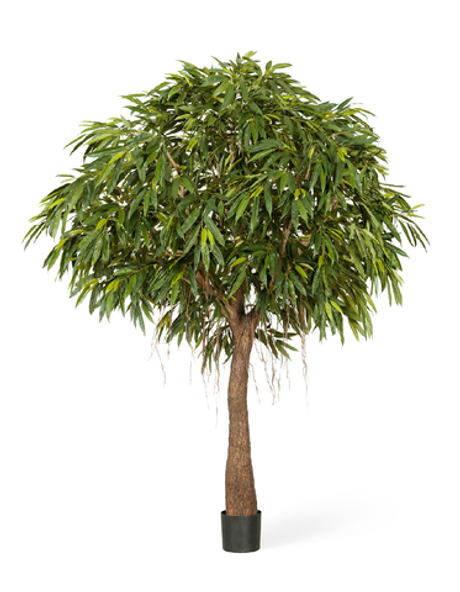 Лонгифолия Роял Кабана на толстом стволе 270 см