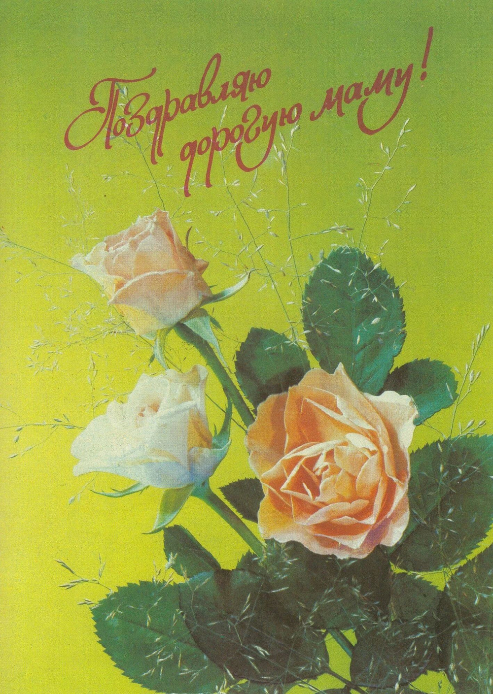Открытка СССР. Поздравляю дорогую маму. Фото И. Дергилева. 1991 г
