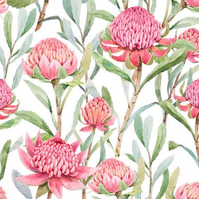 WARATAH