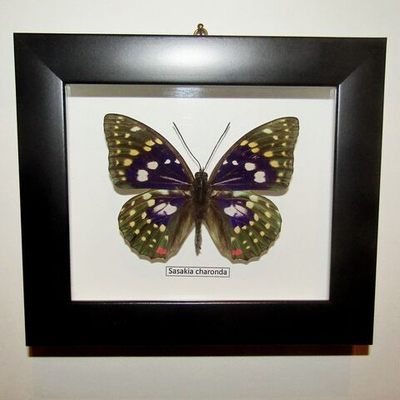 Бабочка Sasakia charonda рамке