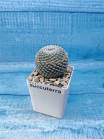 Mammillaria microthele superfina (Маммилярия)