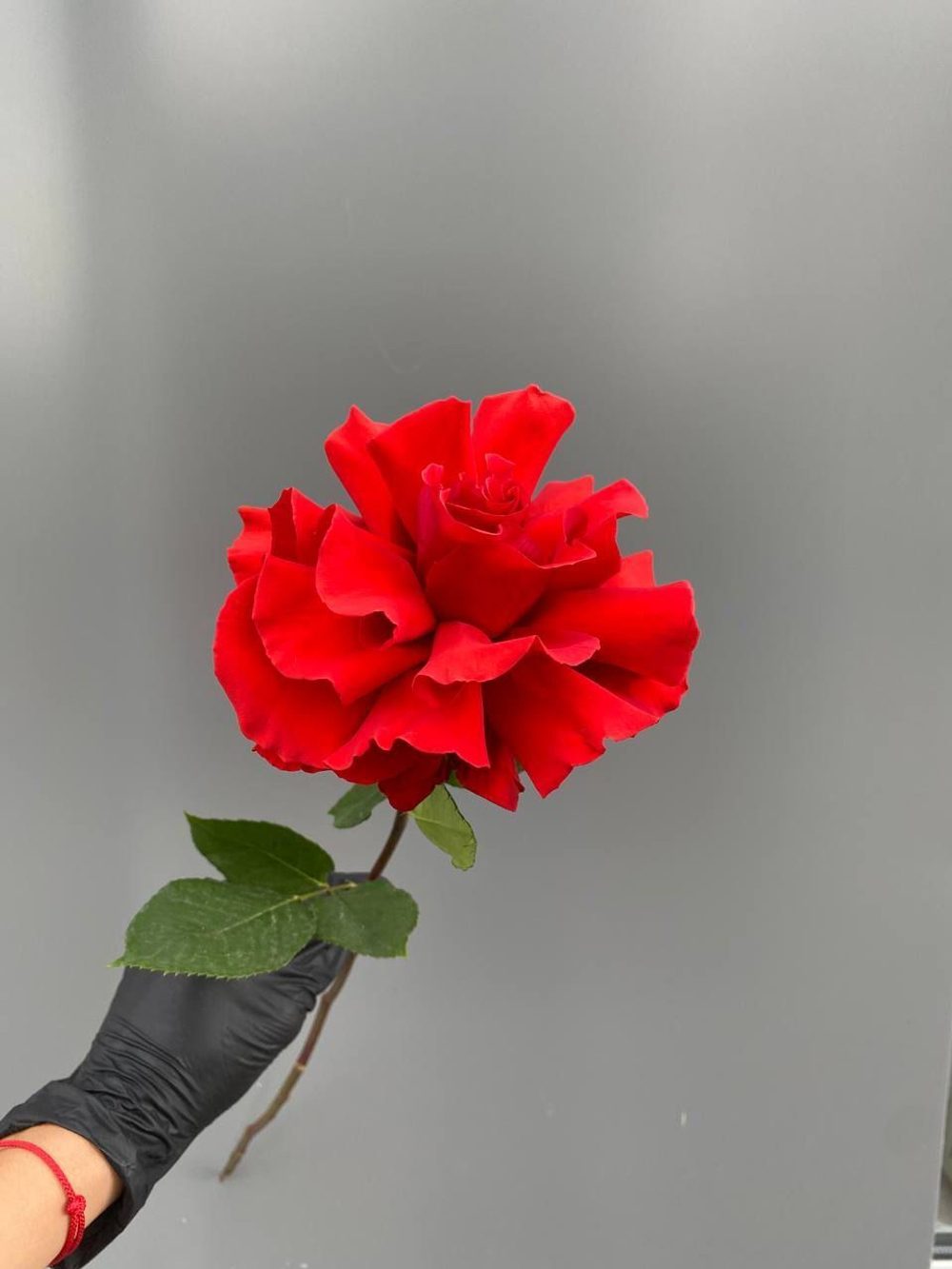 Роза алая французская