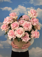 25 французских роз в жгутовой корзине