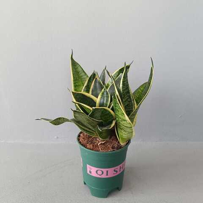 Сансевиерия Голден Эдж