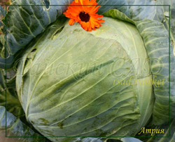 Капуста белокочанная Атрия F1 (Seminis / Семинис) 10 шт.