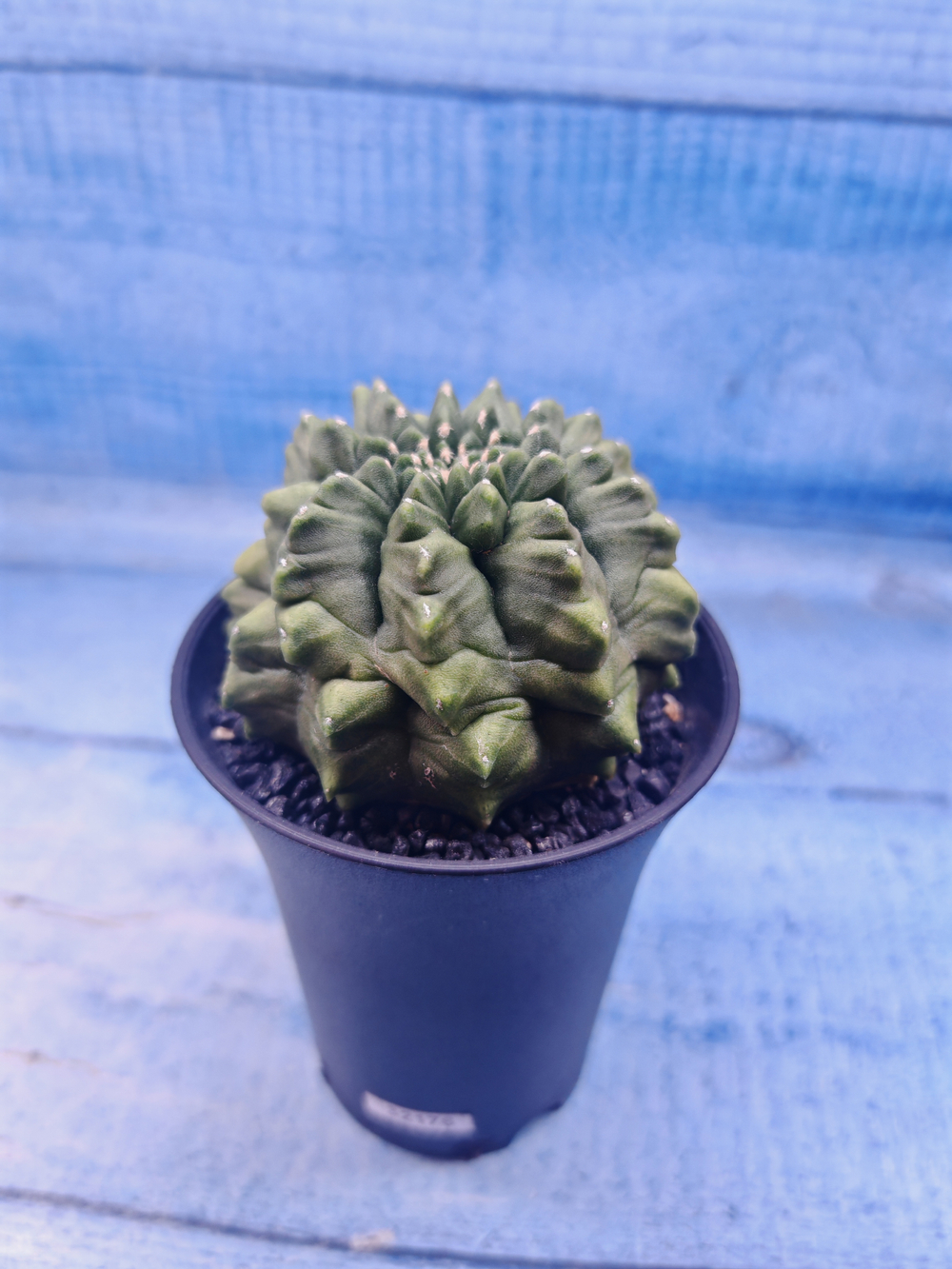 Gymnocalycium Spineless (Гимнокалициум)