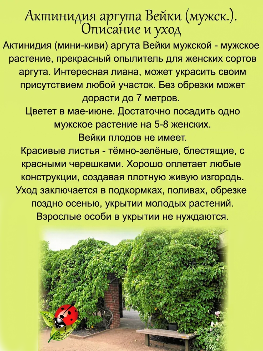 Актинидия аргута Вейки