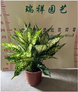 Аглаонема Lemon Queen д.14