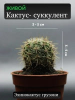 Кактус живой эхинопсис малый 3-5 см.
