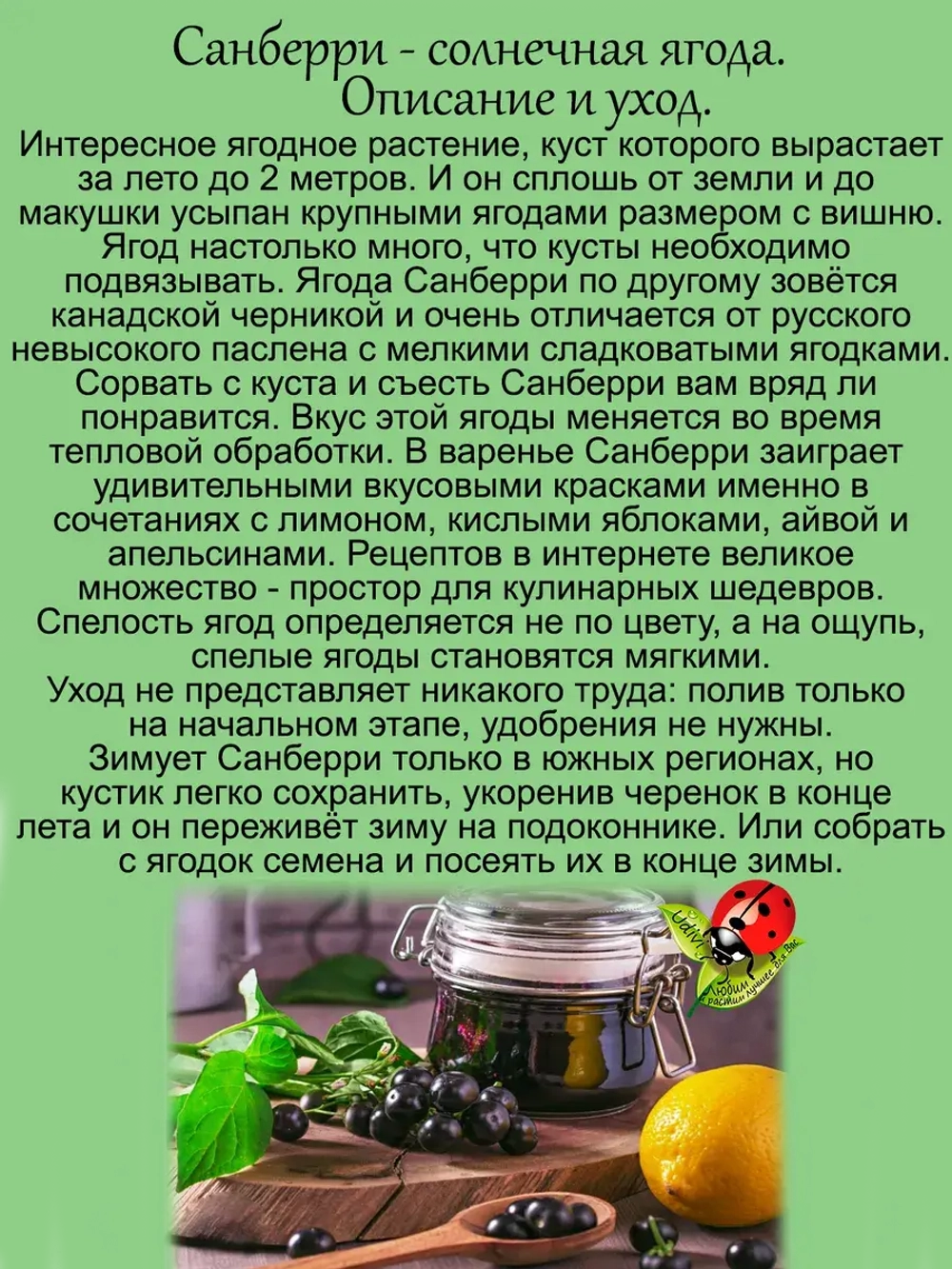 Паслён Санберри Солнечная ягода
