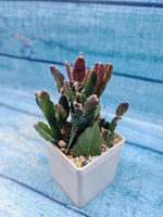 Rhipsalis Augundis (Рипсалис)