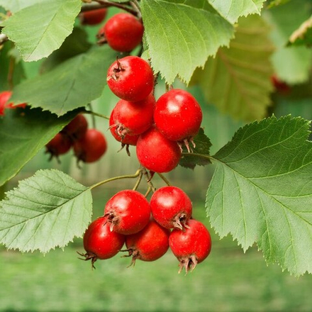 Боярышник обыкновенный