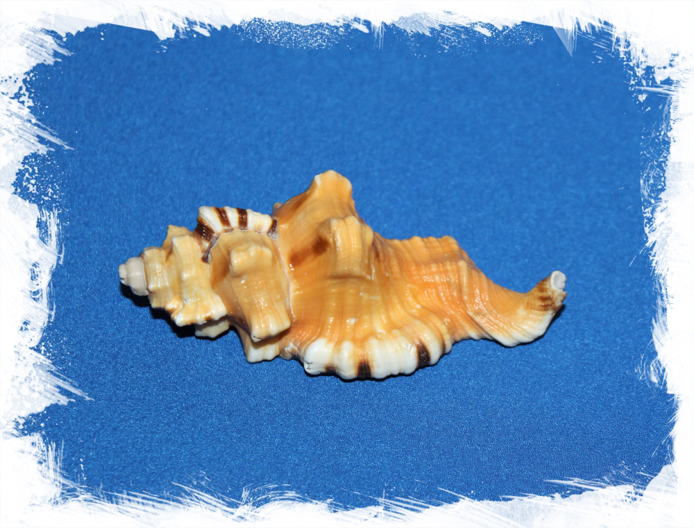 ракушка Циматиум Носорог