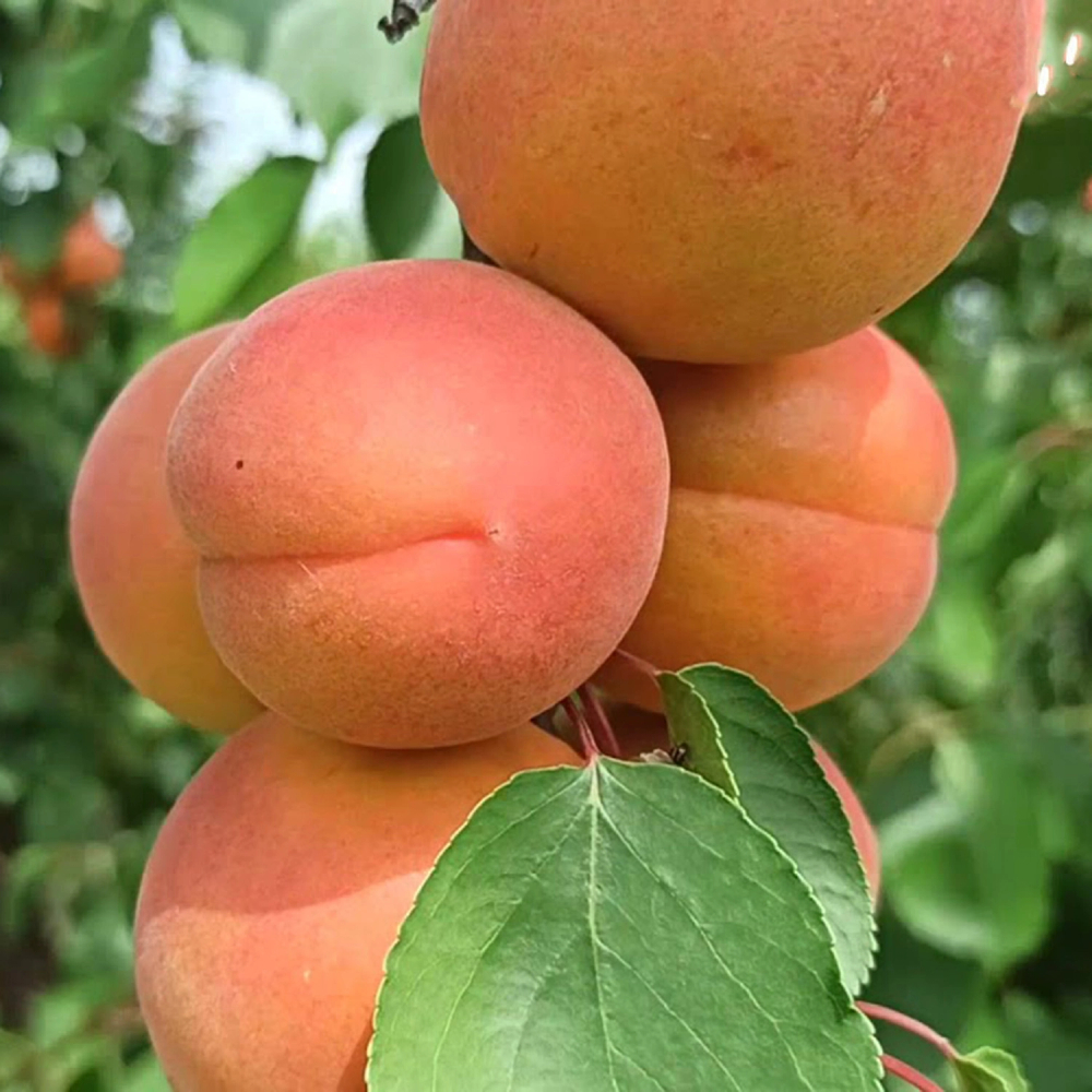 Абрикос Бергеваль/Бержеваль (Bergeval)