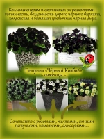 Петуния Чёрный Ковбой светуния Блэк Ковбой