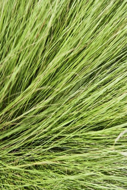 VETYVERYLE ACETATE 50% in DPG / ВЕТИВЕРИЛ АЦЕТАТ CAS 117-98-6