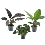 Филодендрон (MIX)