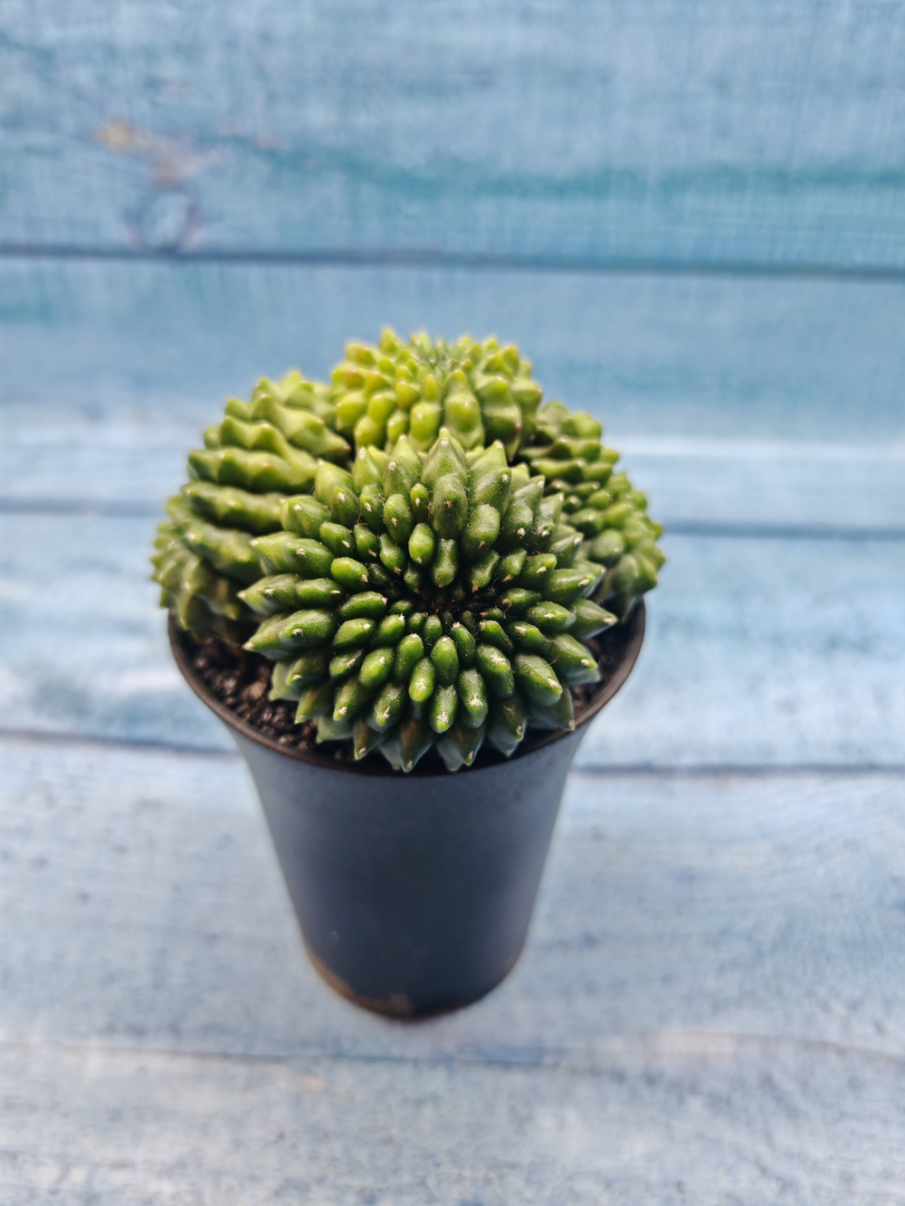 Gymnocalycium Spineless Crested form (Гимнокалициум Кристатный)