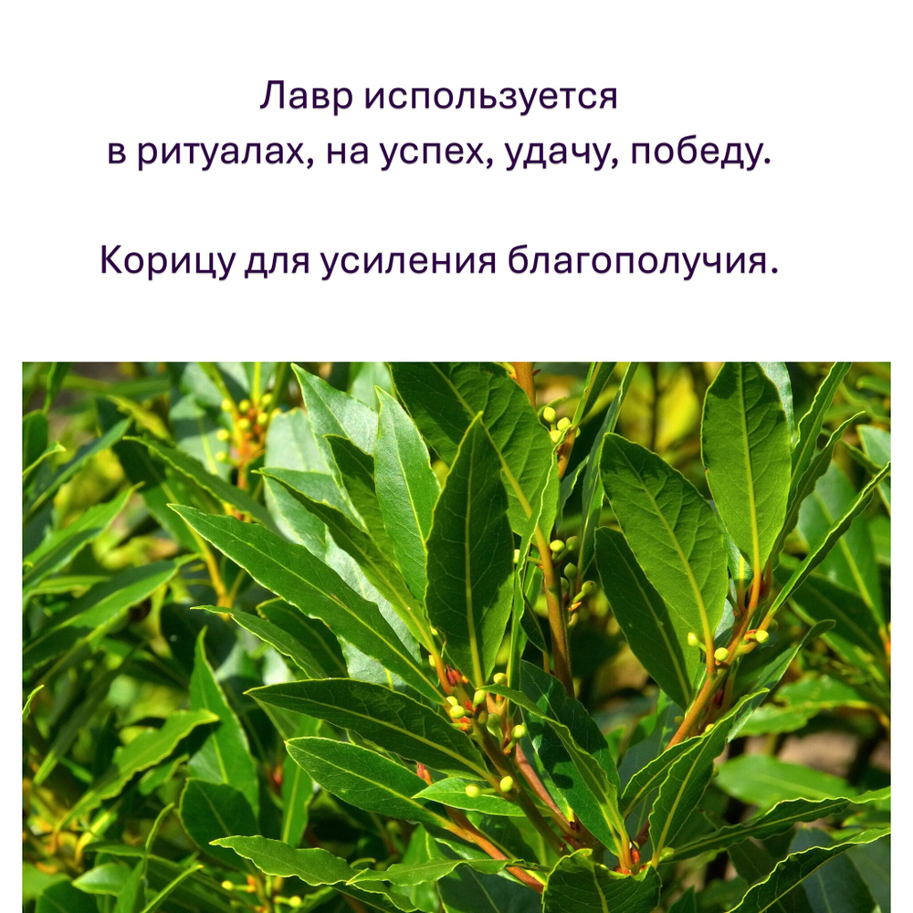 Свечи оранжевые/ удача и победа, с эфирными маслами и травами, 18х2 см