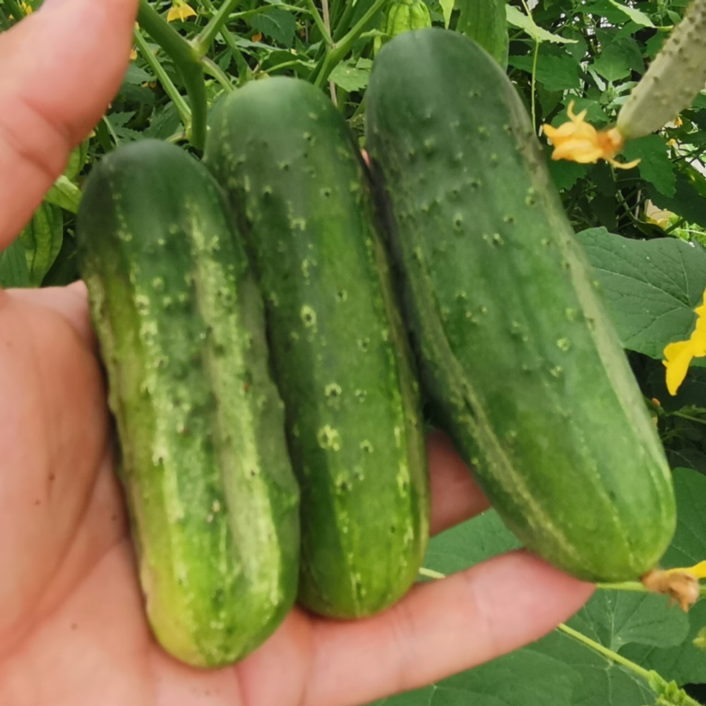 Огурцы - Бостонский Пикуль - Boston Pickle