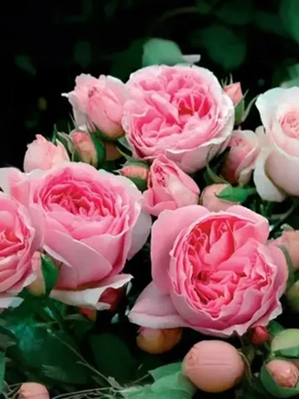 Роза шраб Делия