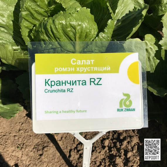 КРАНЧИТА семена салата (Rijk Zwaan | Alexagro) – фото 16
