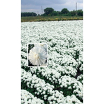 Семена Астра обильноцветущая Снежный Жемчуг (УД) Е/П