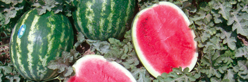 Арбуз Топ Ган F1 (50шт)  Витагрин Профи