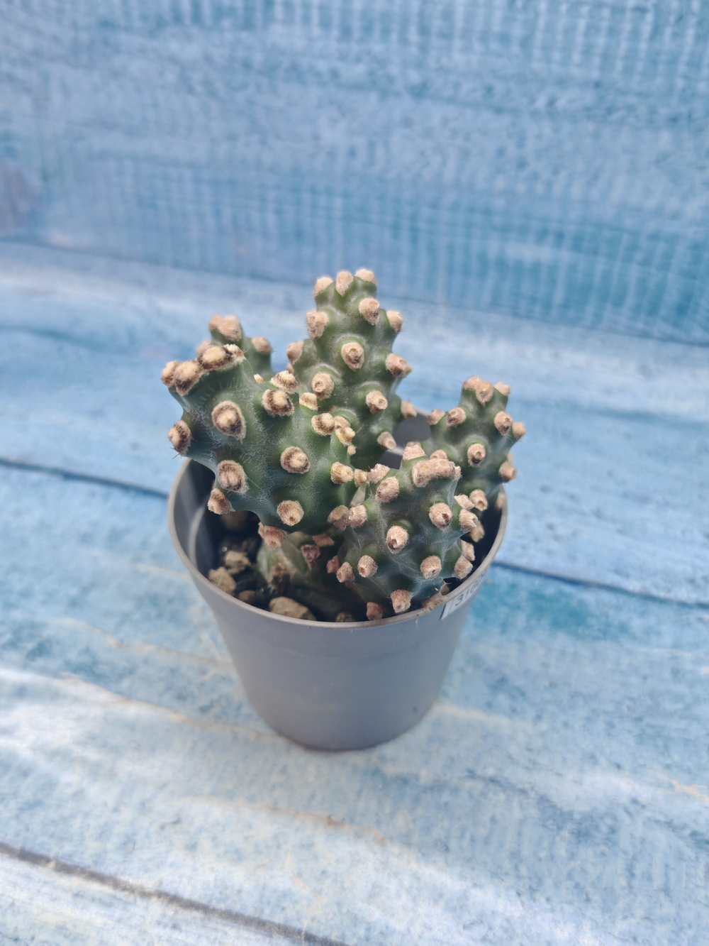 Tephrocactus Molinensis (Тефрокактус)