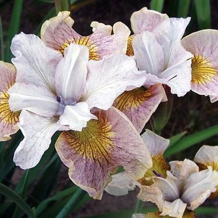 Ирис сибирский Лемон Вейл С2