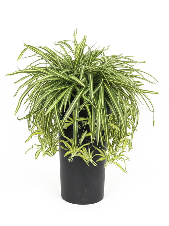 Хлорофитум Хохлатый в напольном кашпо Графит