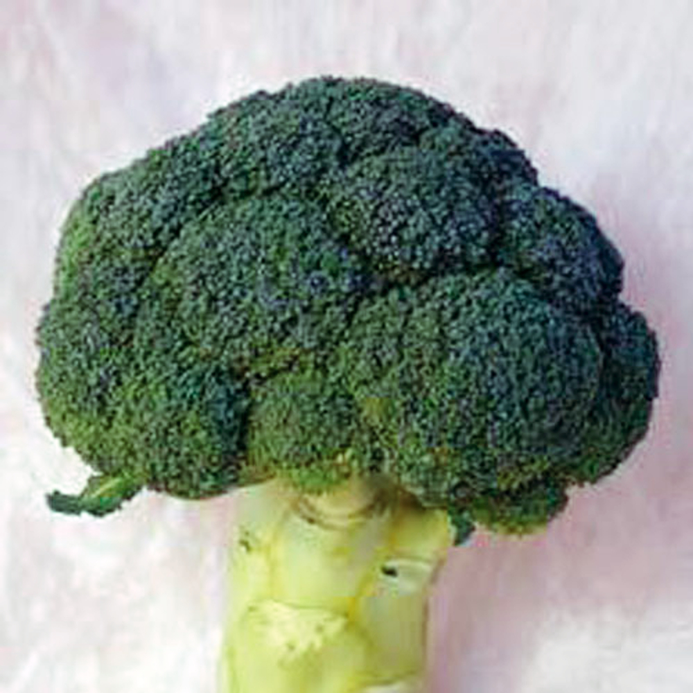 Партенон F1 семена капусты брокколи (Sakata / Саката)