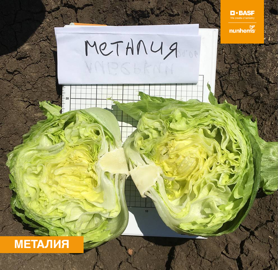 Металия семена салата айсберг (Nunhems / Нюнемс)