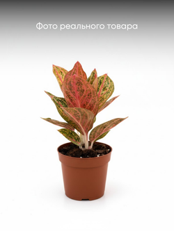 Аглаонема Gold Pauder д.12